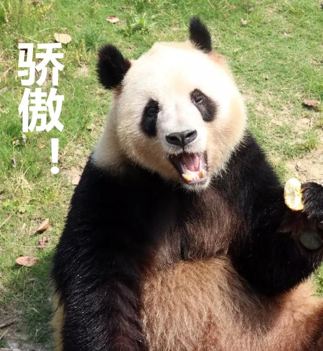 帅气小鲜肉卖个萌,拥有了一座豪宅!