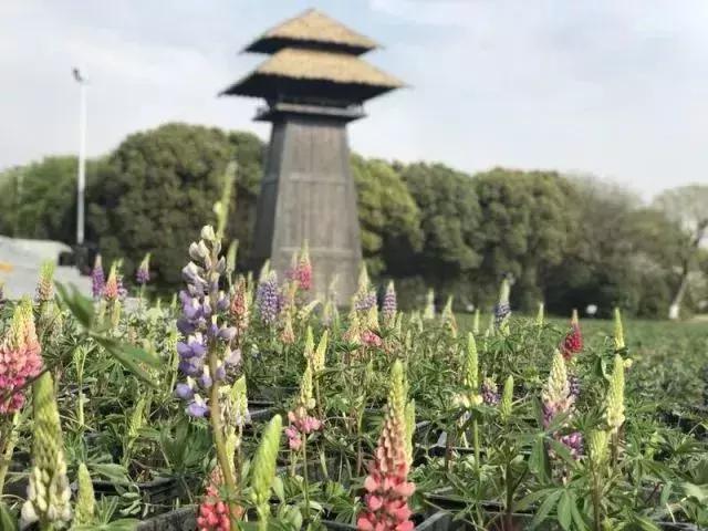 春光无限好，一起来春游