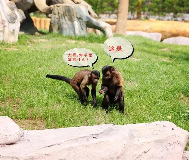 确认过眼神,TA是史上最方的猴!