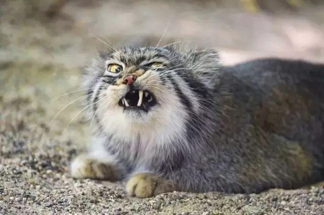 猛兽竟以卖萌为生,反差萌,了解一下?