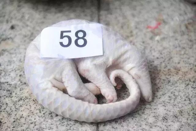 二十年被吃成濒危?给生命一点尊重