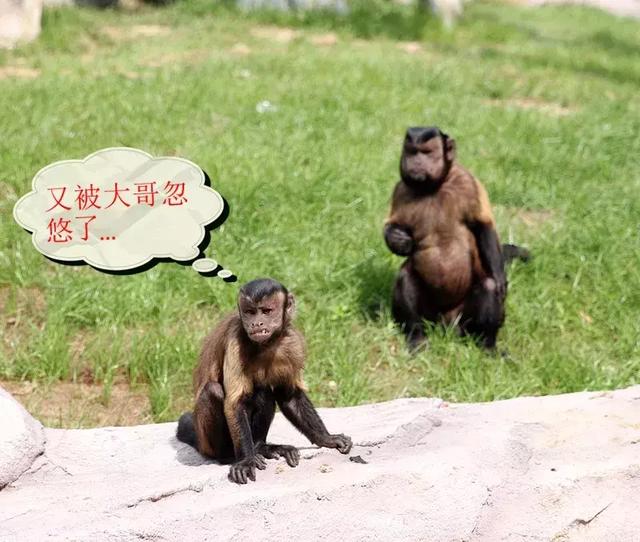 确认过眼神,TA是史上最方的猴!
