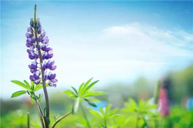「半价优惠」淹城君助你5月渡(度)劫(节)愉快!