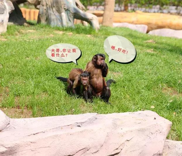 确认过眼神,TA是史上最方的猴!