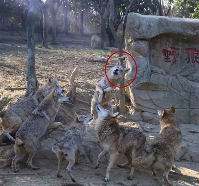 你们男朋友拍照技术怎么样?