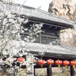 樱花 音乐 旗袍 这个春天淹城“颜值”爆表