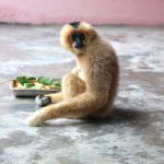 淹野“剩女”猿望“图”止渴寄相思