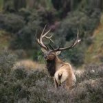 动物狩猎季，你是我们要找的猎人吗？