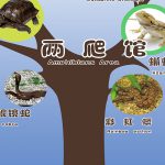 13、 两栖爬行馆