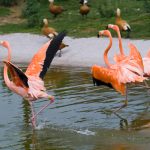 16、火烈鸟园