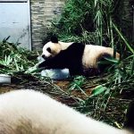 熊猫卧冰战高温，冰冰凉凉爽一夏，欢呼雀跃的“二巧”，萌翻众人