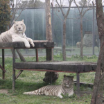 浙江小伙伴接招啦！G20期间江苏常州淹城野生动物世界福利大派送！