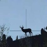 免费抢年卡啦！动物狩猎季，一起来丛林探险！