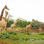 蓝瘦！香菇！再不住手，以后真的只能看这样的大长腿了！