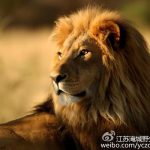 淹野推出大型年历投票活动，免费门票等你来拿！