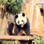 熊猫姐妹花将离开淹野，你会想念她们么？