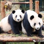 奇妙的2017年，这里有一个好消息和一个坏消息要告诉你！