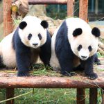 淹野纪念艾莉二巧一周年宣传片上映