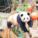 “77”“61”淹野欢迎你们！“艾莉”“二巧”一路顺风！