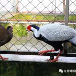 【鸡年话鸡】鸡年说说鸡的那些事！