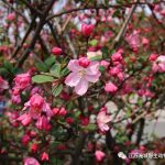 清明踏青去哪玩？常州淹城动物园！