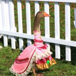 奔跑吧，Animal！《龟兔赛跑》真人版比赛今日开跑，冠军竟然是？