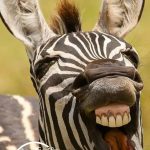 五一小长假，一起来淹城野生动物园看动物撒娇卖萌！