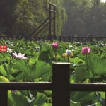 夏至已至，淹城的荷花美得一塌糊涂，赶紧约起！