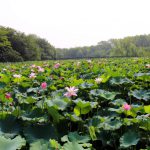 淹城遗址公园里偶遇漂亮小姐姐，美的不像人