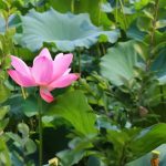 最淹城丨莲子，秋水中孕育的应季美味