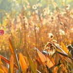 淹城寒露有秋香，抓一把空气都能甜成蜜