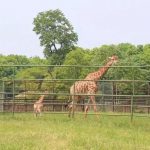 国宝大熊猫地位不保？淹城动物园人工繁育省内首只小长颈鹿！