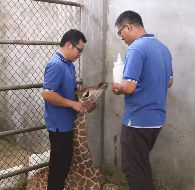 国宝大熊猫地位不保？淹城动物园人工繁育省内首只小长颈鹿！