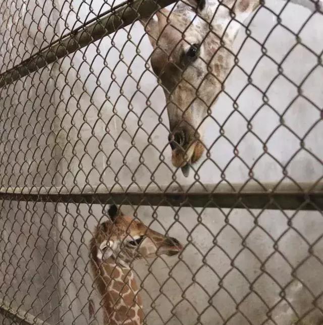 国宝大熊猫地位不保？淹城动物园人工繁育省内首只小长颈鹿！