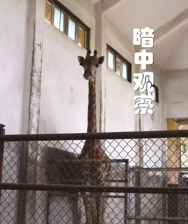 国宝大熊猫地位不保？淹城动物园人工繁育省内首只小长颈鹿！