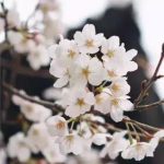 大好春光，做个花花公子又何妨……