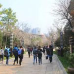 福利丨樱花满天赏春光 晒出照片领好礼