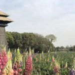 第一届淹城百花节，正式拉开帷幕！