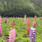 涨姿势丨百花花语之鲁冰花