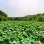莲叶荷田田，正是一年赏荷好时节~
