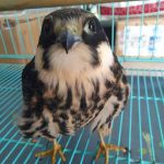 想救TA们？事实告诉你，别轻易爱心泛滥！