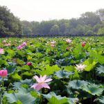 就算大雨让整座城市颠倒，也有荷香给你怀抱