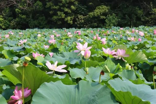 龙城英才免费游淹城 花样游乐体验幸福感翻倍