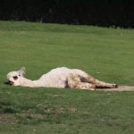 春困秋乏 秋季最新“睡姿”你GET了吗？