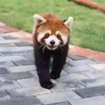 缤纷淹城闹国庆，别样“悦宾”红色情！