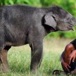 原来在大象眼中我们竟然是可爱小baby？！