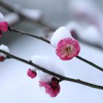 春光醉人，如何优雅的吃一朵梅花