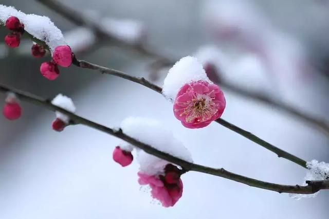 春光醉人,如何优雅的吃一朵梅花