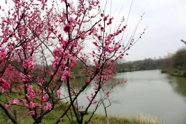 春光醉人,如何优雅的吃一朵梅花