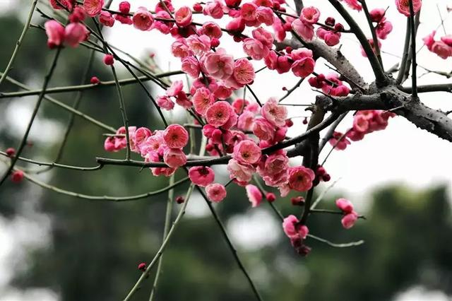 春光醉人,如何优雅的吃一朵梅花
